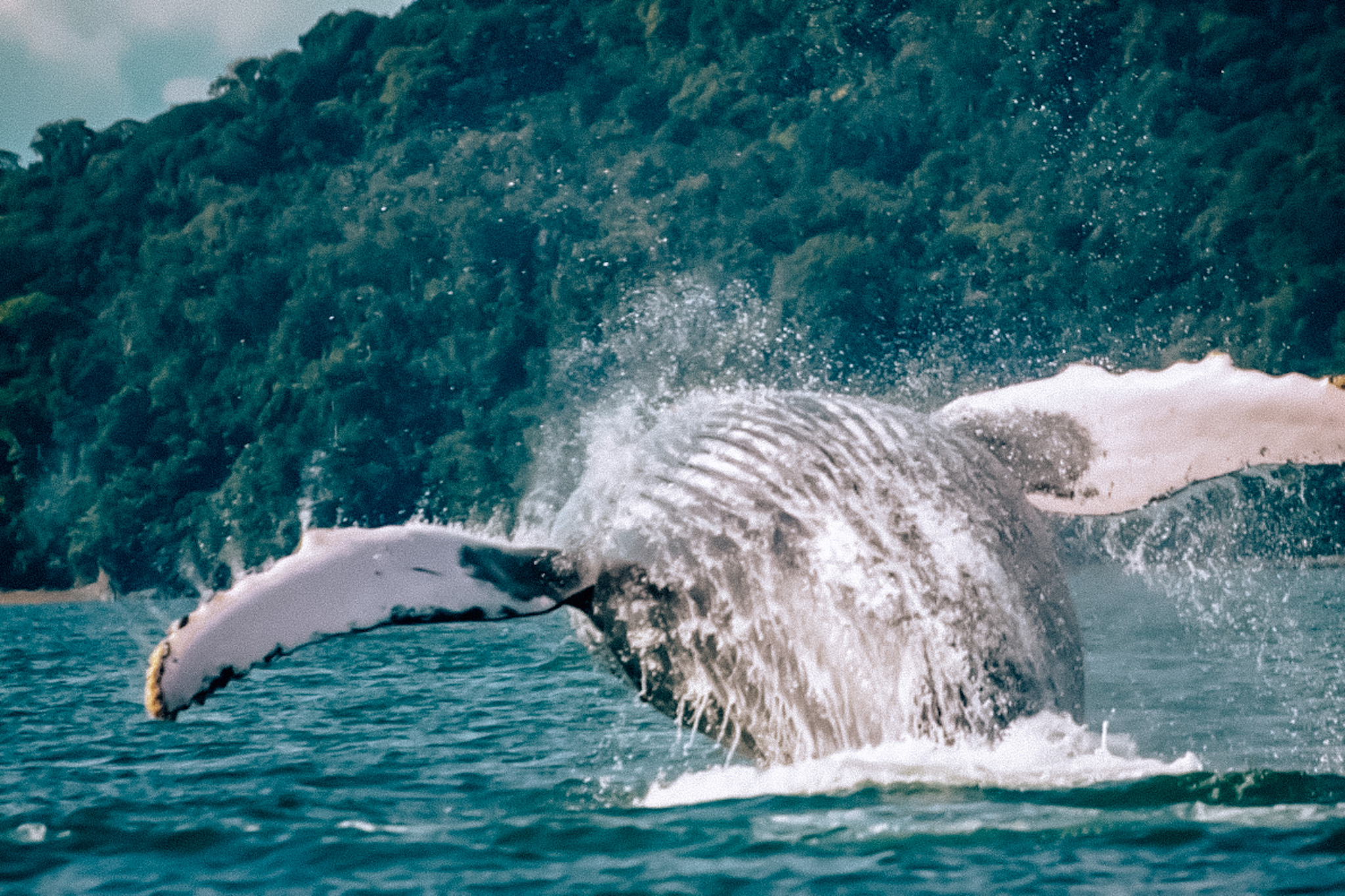 Whales in Bahía Solano, Chocó