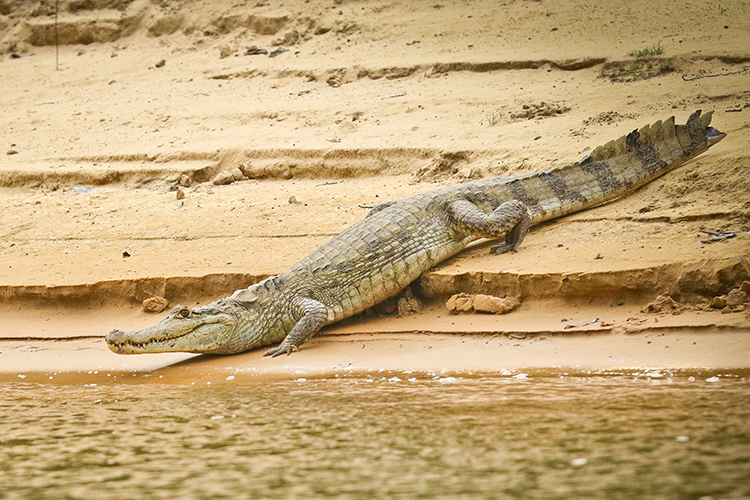 orinoco caiman