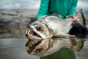 Vampire fish in Colombia