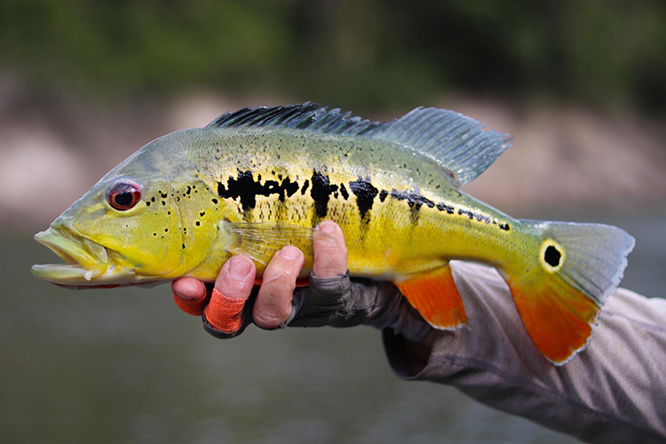 peacock bass jungle fish