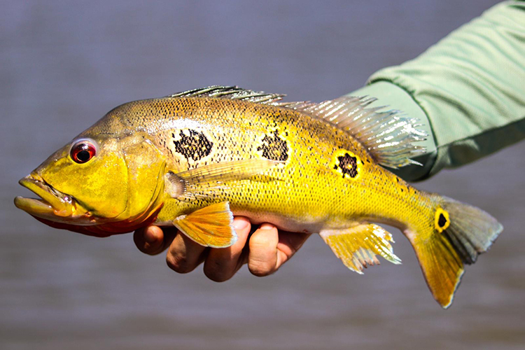 peacock bass fish