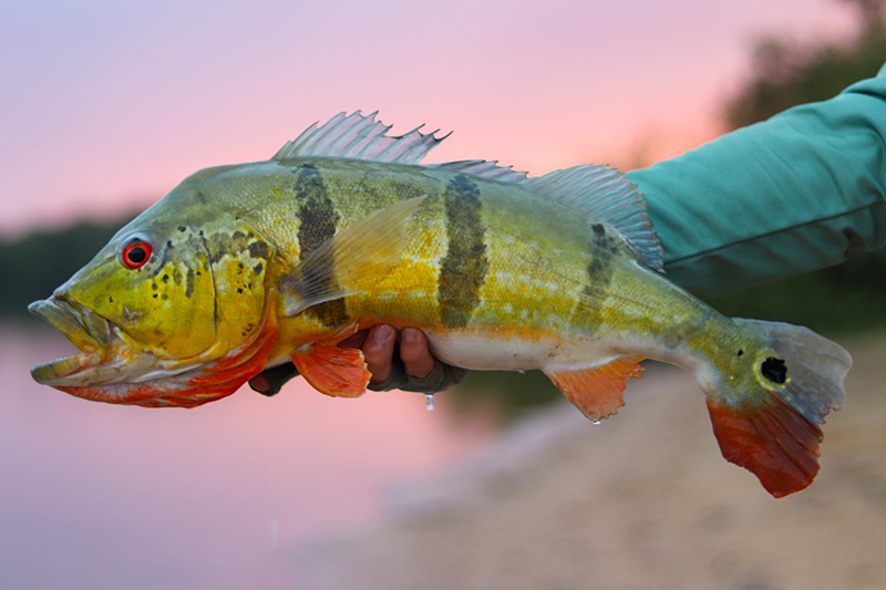 peacock bass colombia