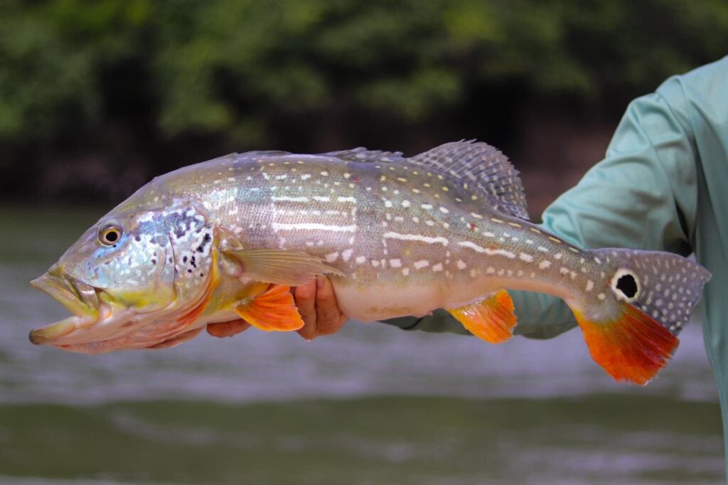 speckled peacock bass