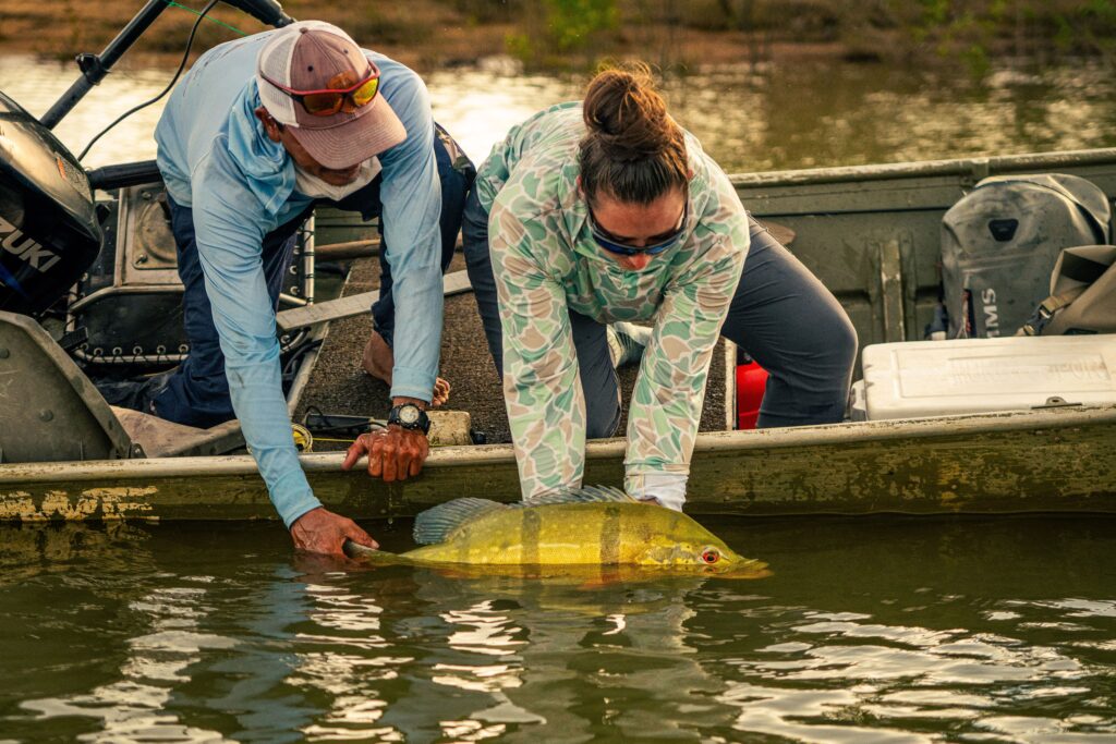 Catch and release peacock bass