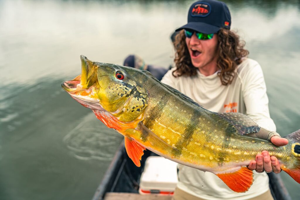 Monster peacock bass