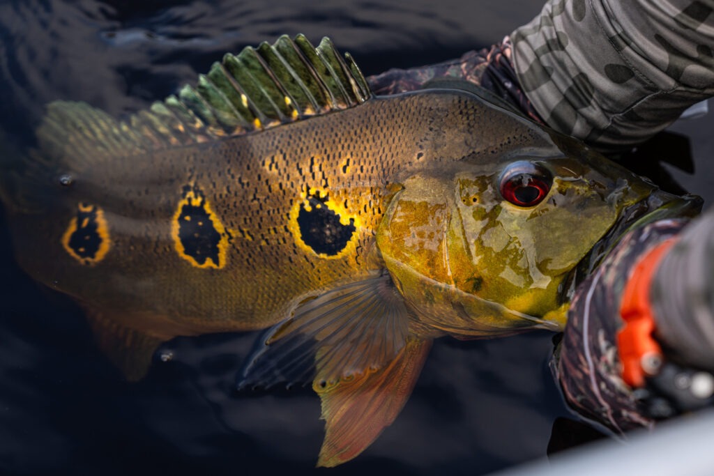 Butterfly peacock bass