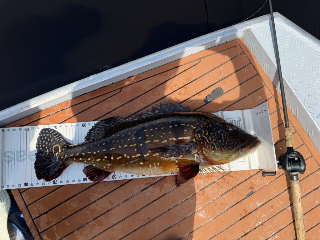 igfa peacock bass