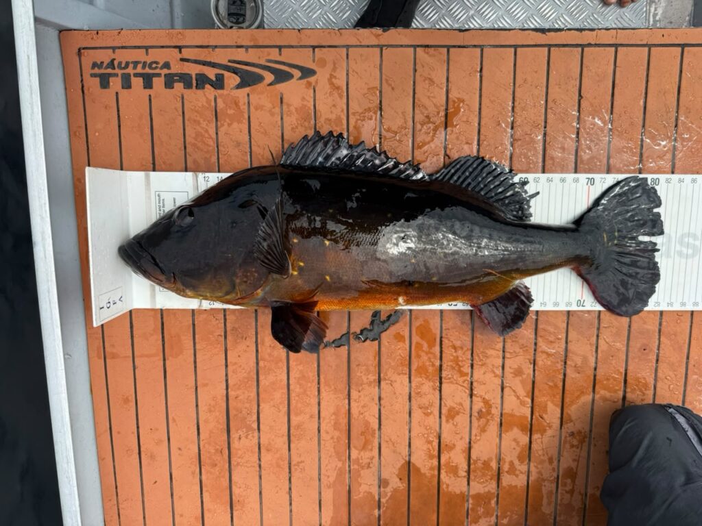 igfa 2 peacock bass