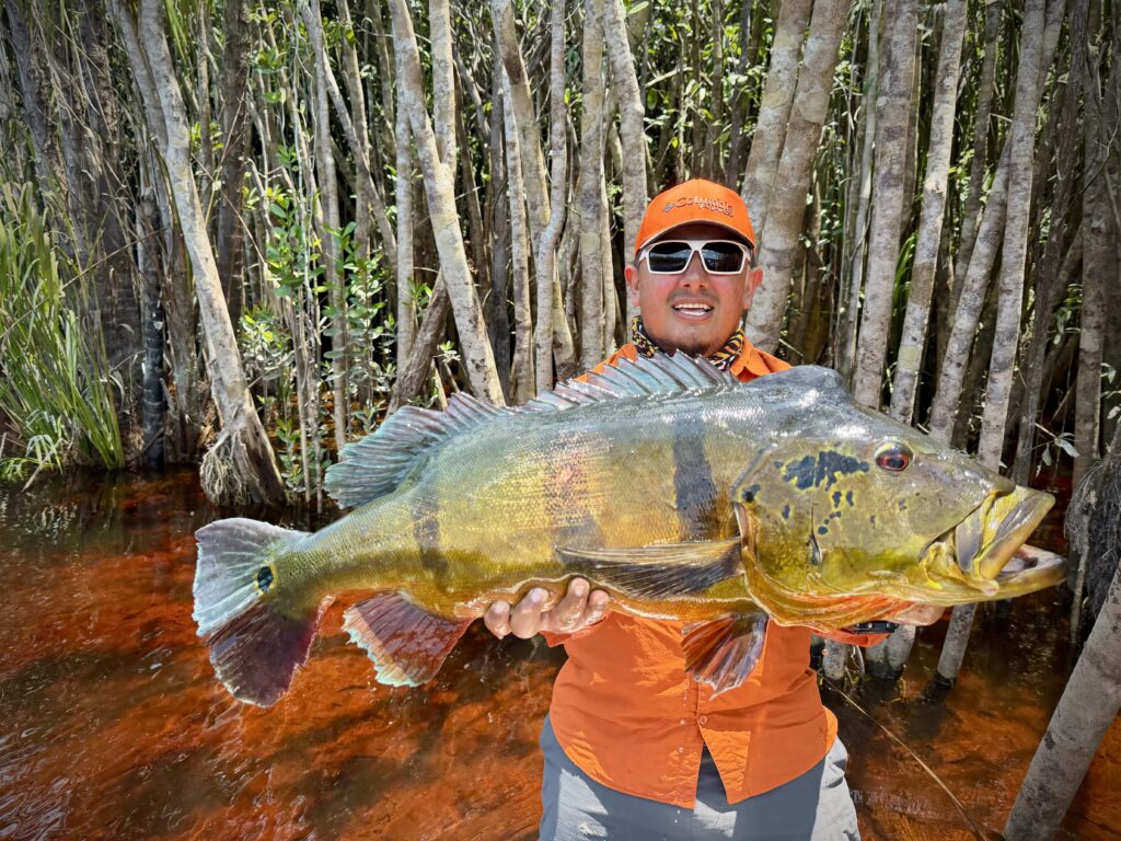 giovanu peacock bass