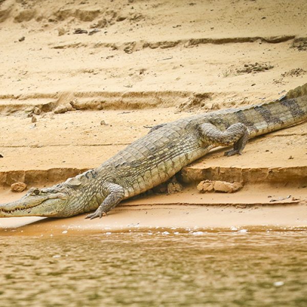 orinoco caiman