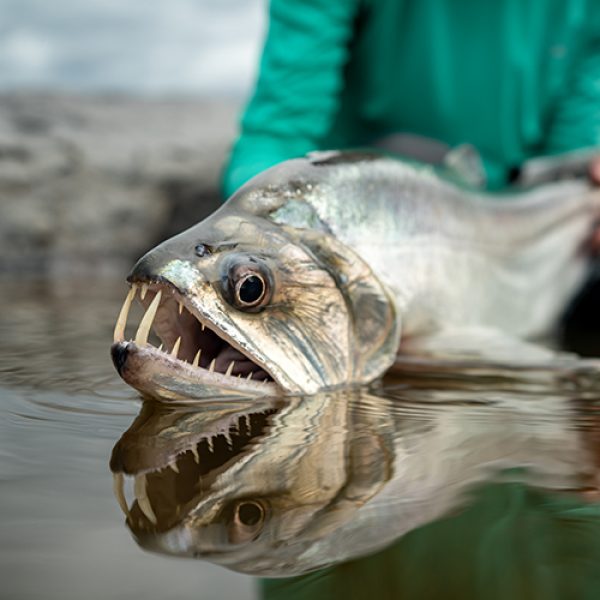 Vampire fish in Colombia