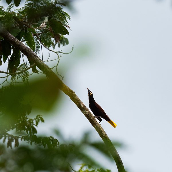 Baudo Oropendola Baudo Oropendola