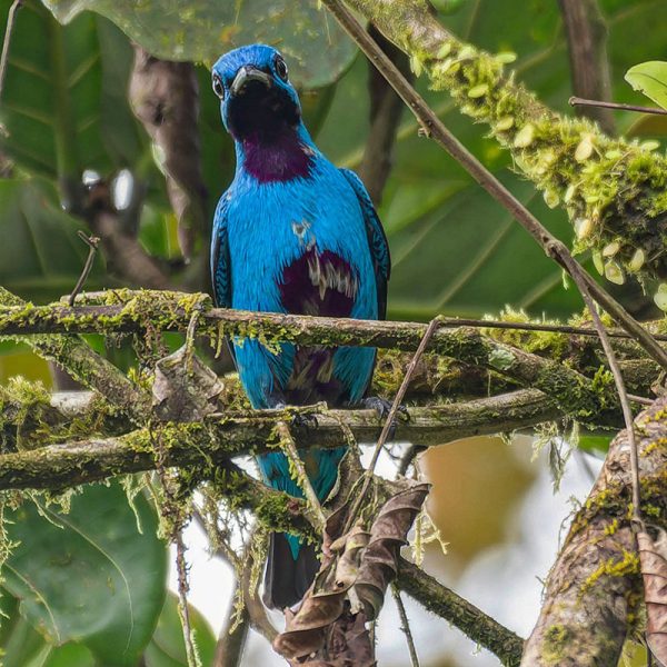 Blue Cotinga Blue Cotinga