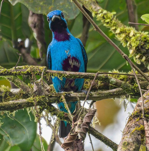 Blue Cotinga