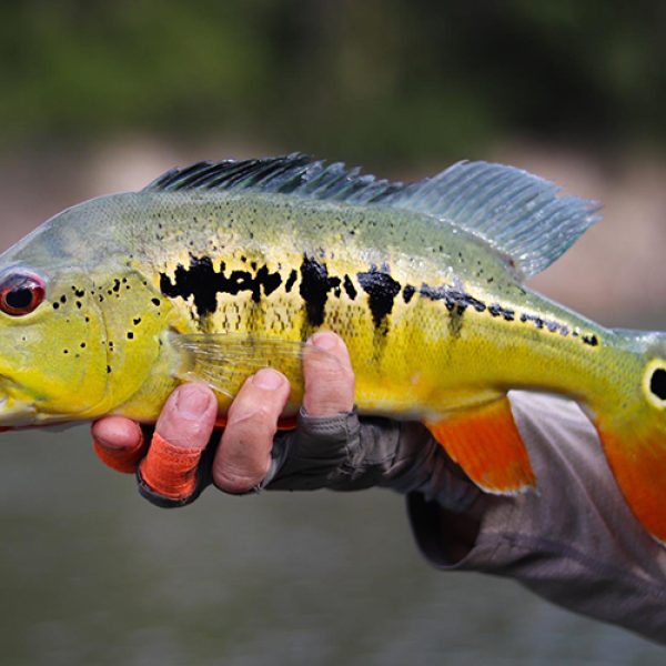 CICHLA INTERMEDIA AKUANI peacock bass jungle fish