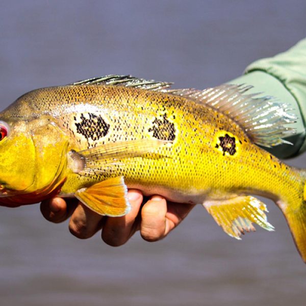 CICHLA ORINOCENSIS AKUANI peacock bass fish