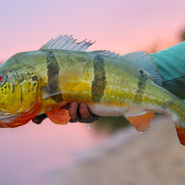CICHLA TEMENSIS M AKUANI peacock bass colombia