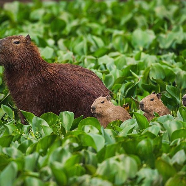 Capivara(Hydrochoerus_hydrochaeris) Capivara(Hydrochoerus_hydrochaeris)
