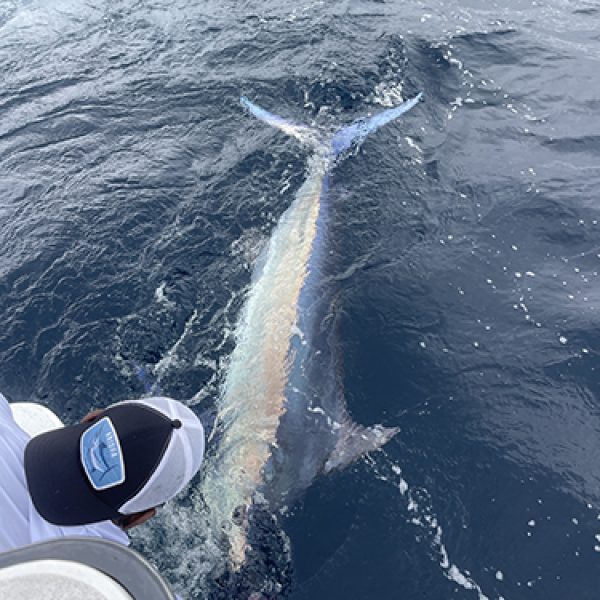 Marlin fishing