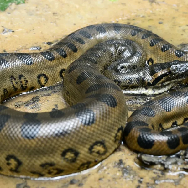 Green-anaconda-Eunectes-murinus Green-anaconda-Eunectes-murinus