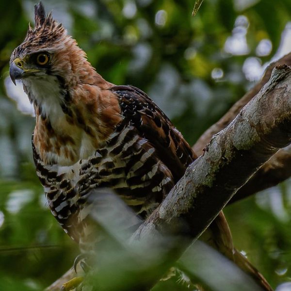 Ornate Hawk Eagle Ornate Hawk Eagle