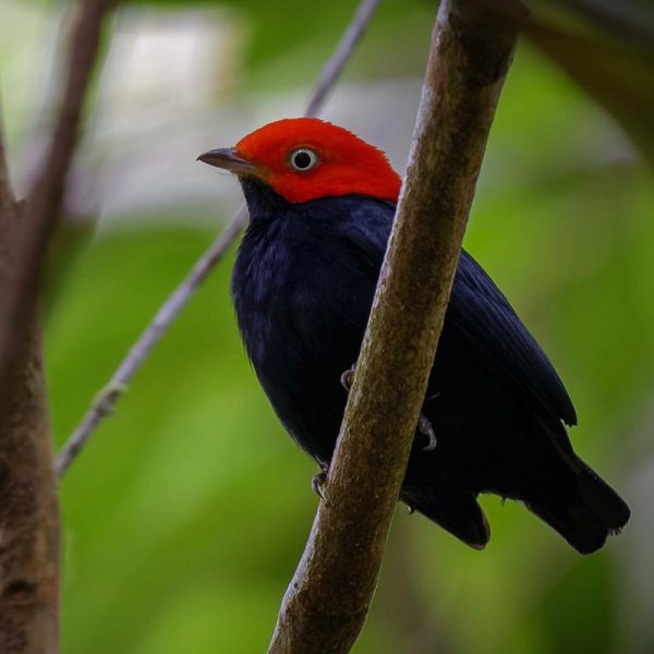Red Capped Manakin Red Capped Manakin