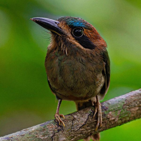 Tody Motmot Tody Motmot