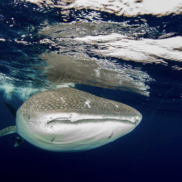 WHALE_SHARK-8 3