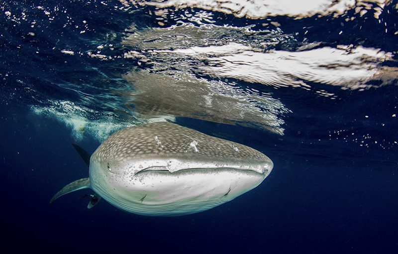 WHALE_SHARK-8 3
