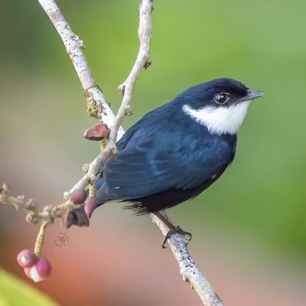 White Ruffed Manakin White Ruffed Manakin